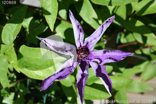 Image of Blue clematis