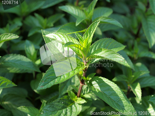 Image of Peppermint