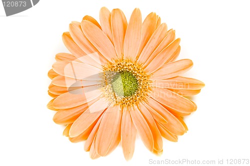 Image of Isolated Orange Gerber Daisy
