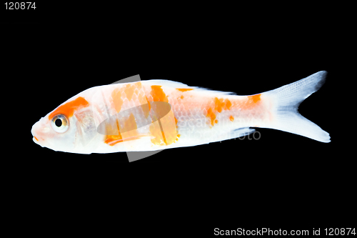 Image of Isolated Goldfish