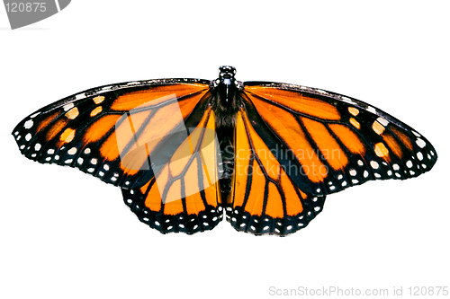 Image of Isolated Monarch Butterfly