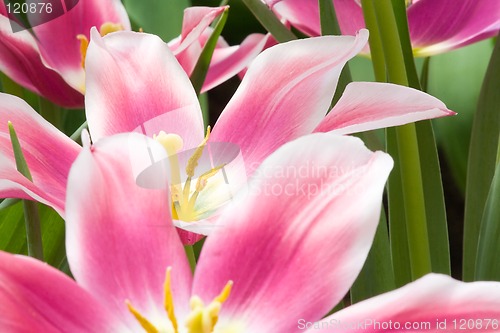 Image of Beautiful Pink Flowers