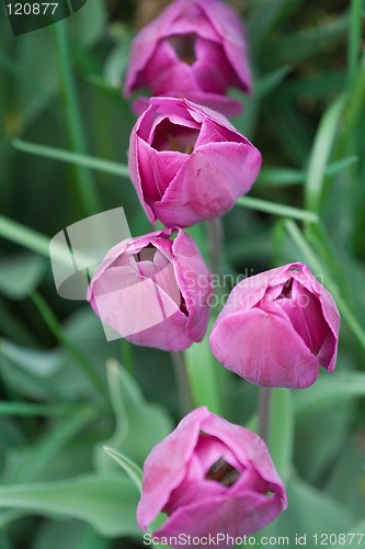 Image of Purple Tulips