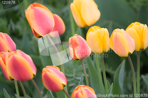 Image of Yellow and Red Tulips