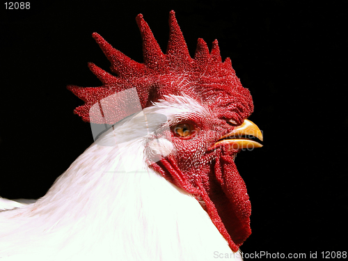 Image of my rooster