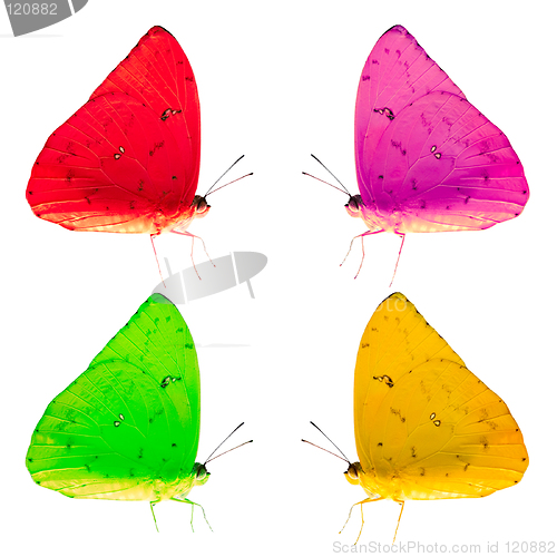 Image of Colorful Butterflies Isolated