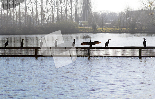 Image of Bird flock in city