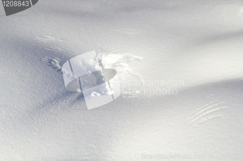 Image of Wing Traces On The Snow.