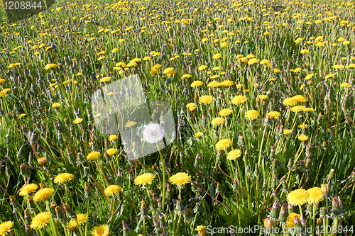 Image of dandelion field