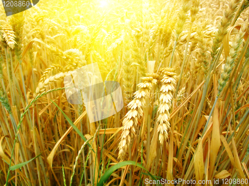 Image of grain field and sunny day