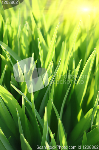 Image of green grass and sun beams