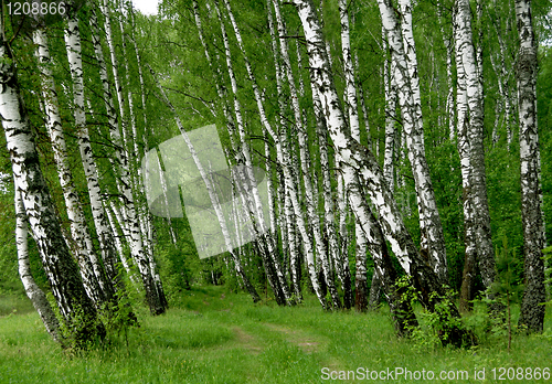 Image of birch forest