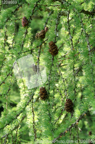 Image of coniferous tree branch with pinecones