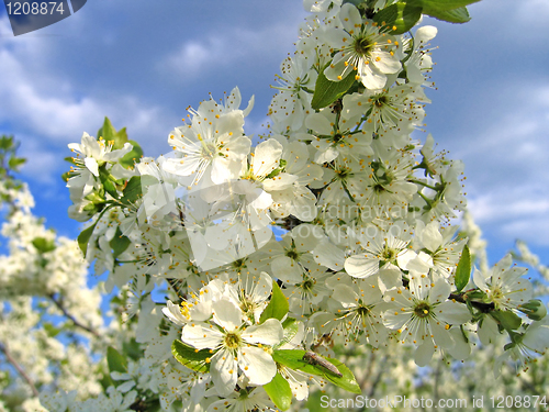 Image of branch of a blossoming tree