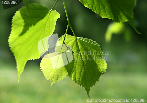 Image of fresh green spring leaves