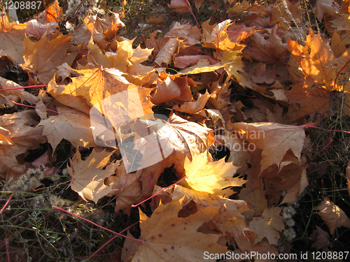 Image of fall leaves