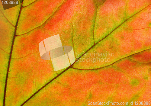 Image of autumn leaf glowing in sunlight