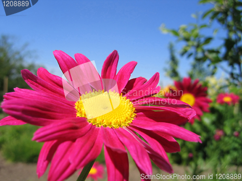 Image of beautiful pink flower