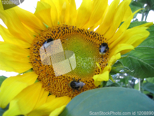Image of big yellow sunflower with bees