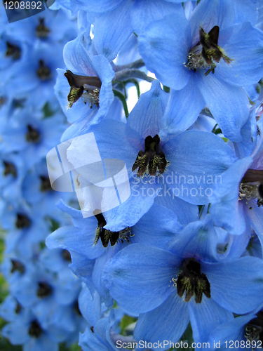 Image of delphinium flowers