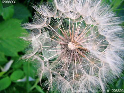 Image of giant dandelion