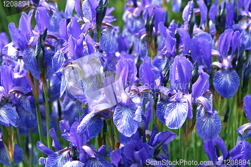 Image of beautiful iris flowers