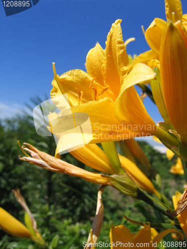 Image of yellow flowers