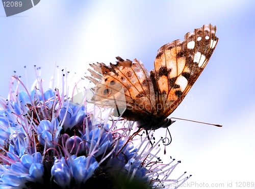 Image of Butterfly