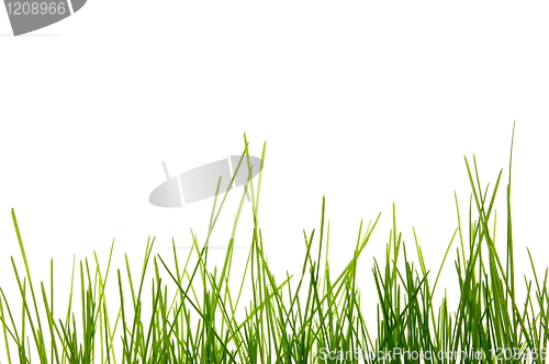 Image of grass