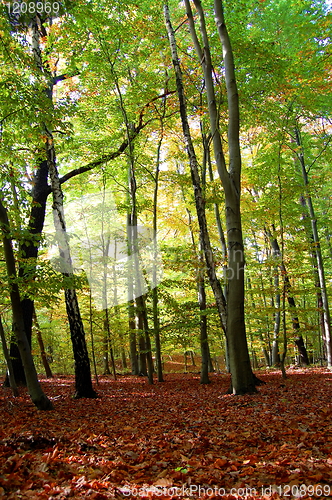 Image of forest and garden with golden leaves at fall