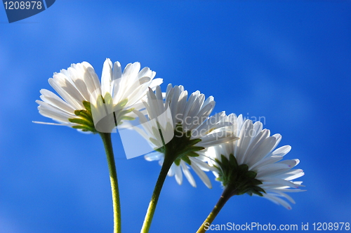 Image of daisy under blue sky