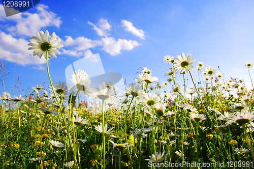 Image of daisy flower from below with blue sky