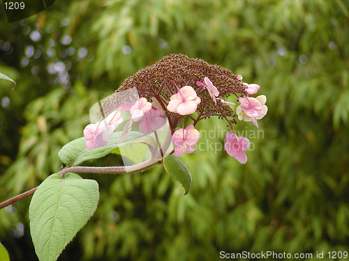 Image of Pink Flower