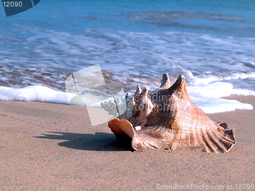 Image of sea shell