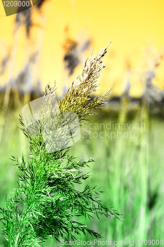Image of meadow in vibrant abstract colors