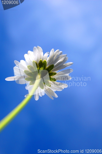 Image of daisy under blue sky