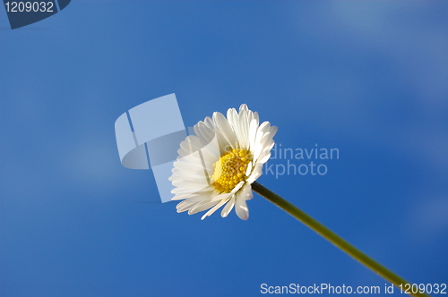 Image of daisy under blue spring sky