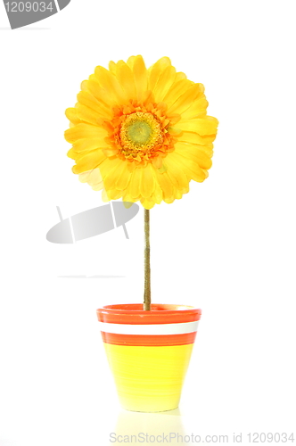 Image of colorful spring flowers