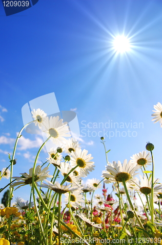 Image of flowers on meadow in summer