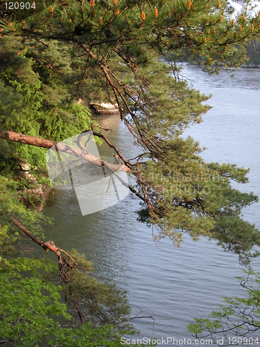Image of Forest and ocean
