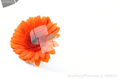 Image of isolated flower on white