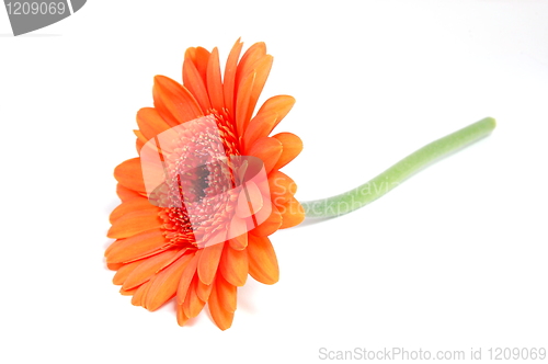 Image of isolated flower on white