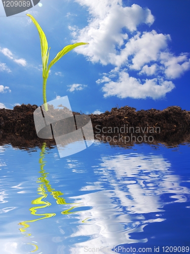 Image of growth