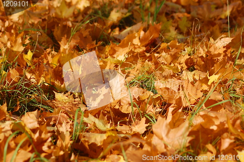 Image of forest and garden with golden leaves at fall