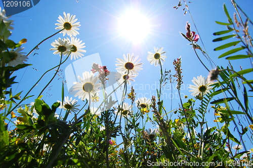 Image of daisy flower in summer with blue sky