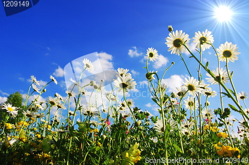 Image of daisy flowers in summer