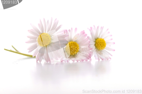 Image of daisy flower