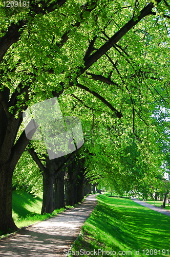 Image of summer tree alley