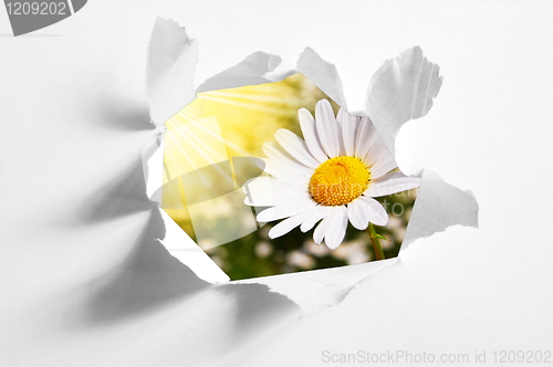 Image of flower behind hole in paper