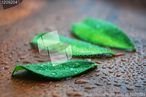 Image of wellness concept with leaf 